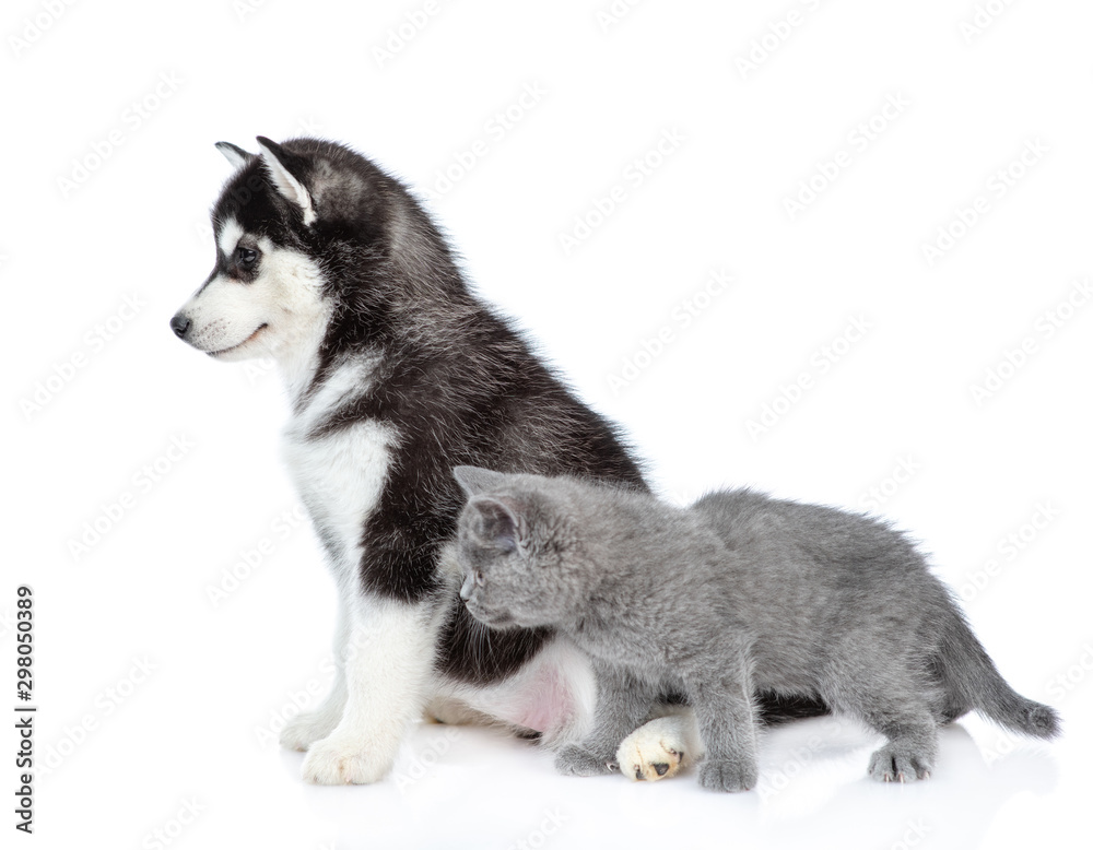 Siberian Husky puppy and british kitten look away together. isolated on white background