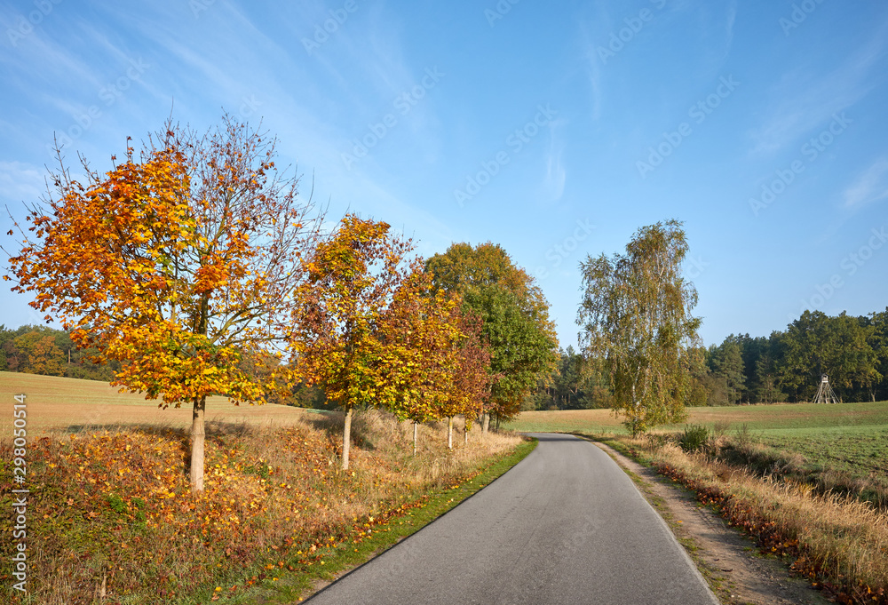 Scenic country road in the morning warm sunlight, autumnal landscape.