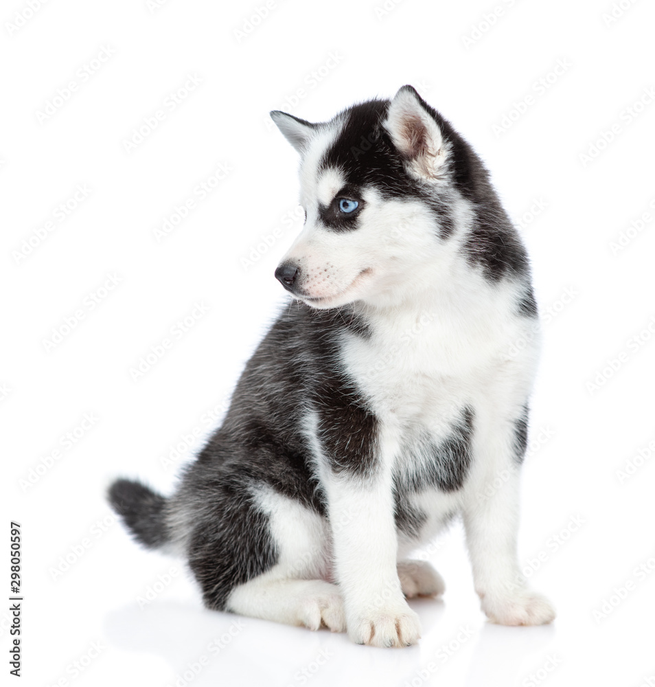 Siberian Husky puppy sits and looks away. isolated on white background