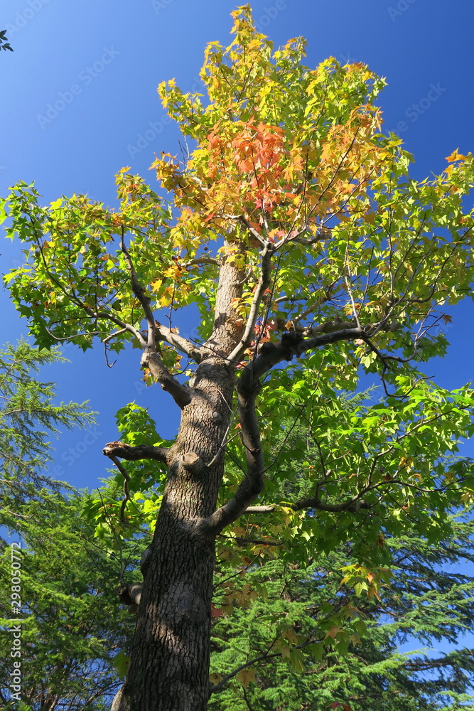 Fototapeta premium 朝の公園の黄葉の百合の木と青空