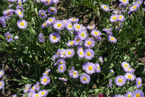 Violet flowers of Erigeron speciosus in June photo