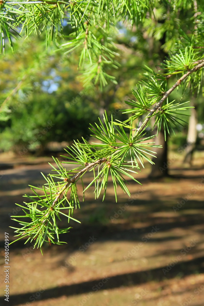 朝日のあたるヒマラヤスギの葉のある秋の公園風景 Stock Photo Adobe Stock