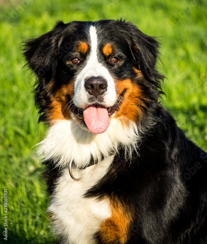 Hund