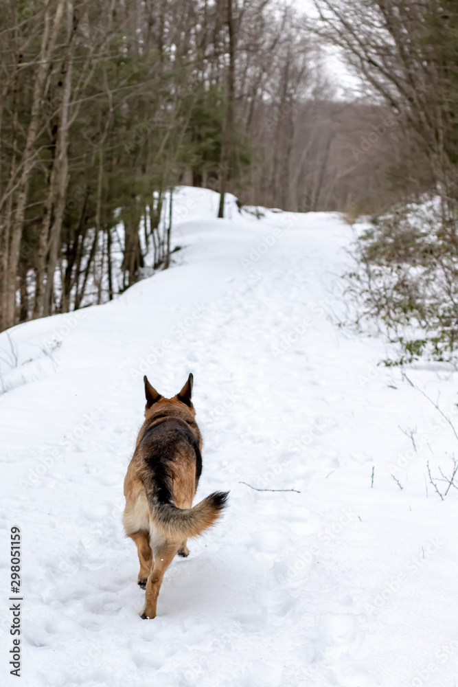 German Shepherd Running Down a Snowy Trail German Shepherd Running Down a Snowy Trail