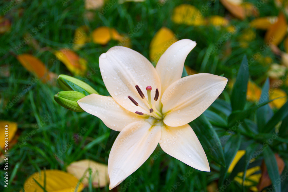 Fototapeta premium Dew on a lily flower of pale pink color