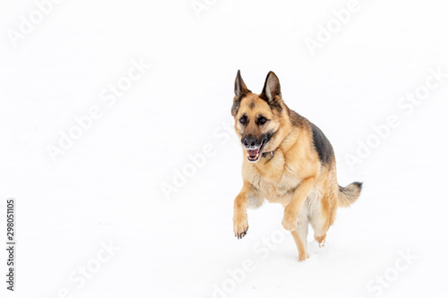 German Shepherd Jumping Running in Snow