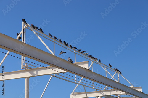 pigeons on wires against the blue sky