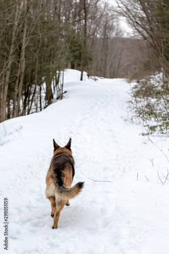 German Shepherd Running Down a Snowy Trail