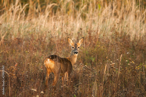 Wallpaper Mural Roe deer standing on meadow Torontodigital.ca
