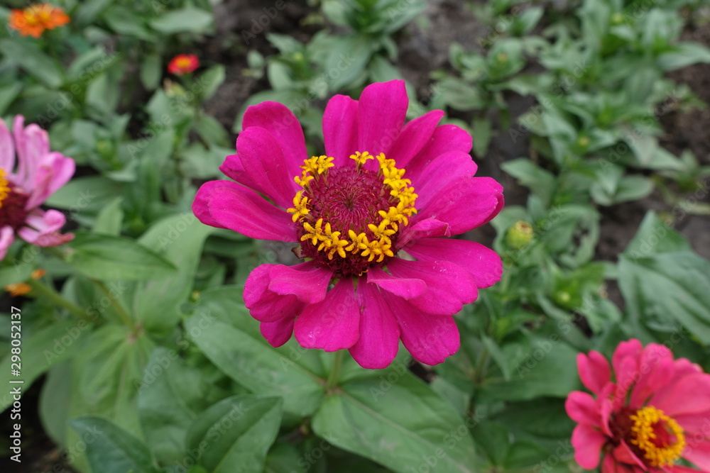 Simple magenta colored flower of zinnia in June Simple magenta colored flower of zinnia in June