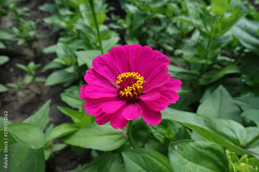 Obraz premium Single magenta colored flower of zinnia in July