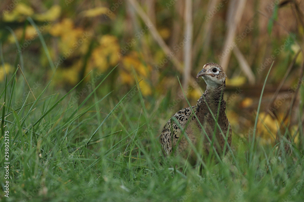 Close up photo of a female pheasant on the grass Close up photo of a female pheasant on the grass