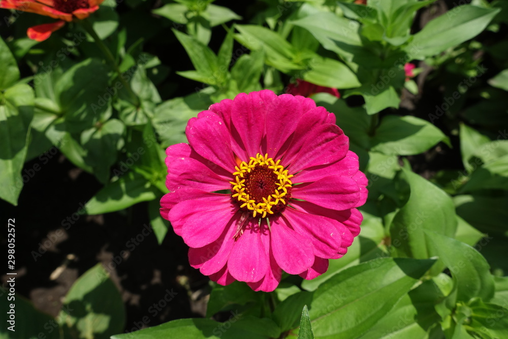 Zinnia with one magenta colored flower head Zinnia with one magenta colored flower head