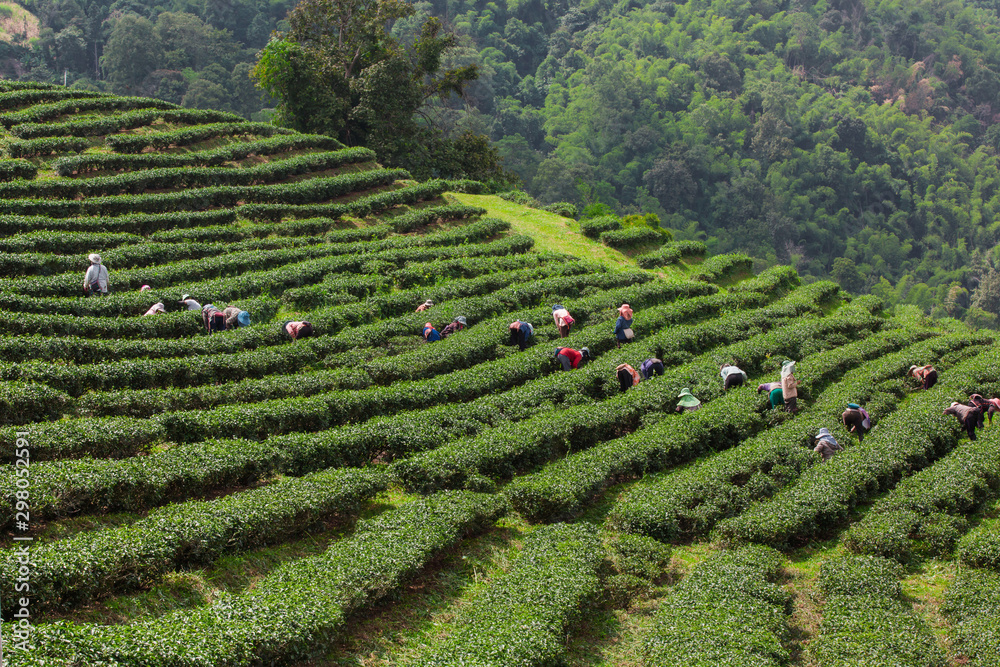 The layered tea garden along the shoulder of the valley surrounded by green nature.