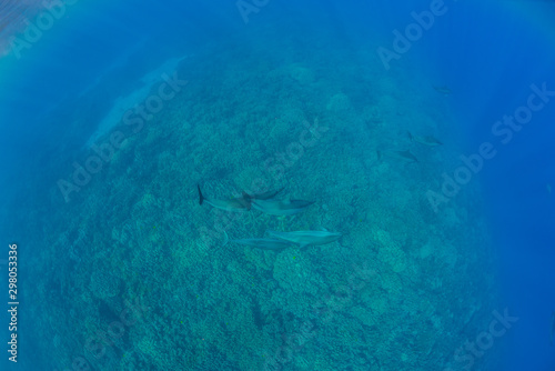 Dolphins swimming over coral reef in ocean