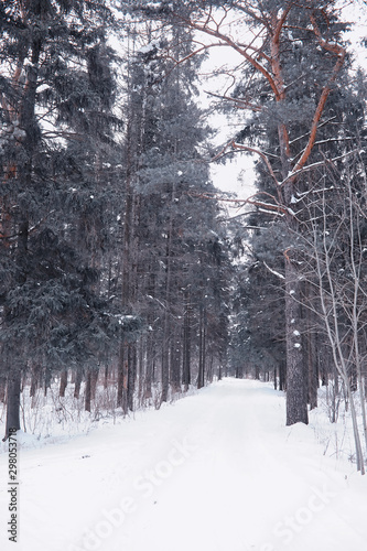Winter forest landscape. Tall trees under snow cover. January frosty day in the park.