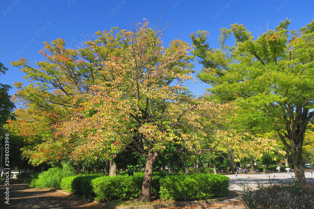 色づき始めた公園の八重桜の木のある公園風景