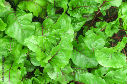 natural background of green beet leaves