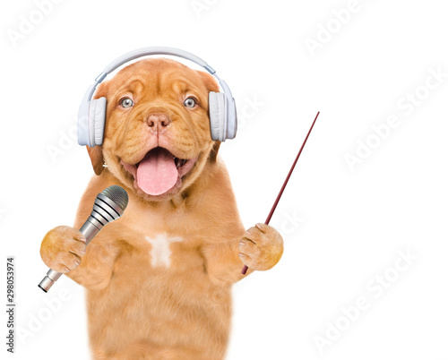 Funny puppy listens wireless music with headphones  holds microphone and points away on empty space. Isolated on white background.