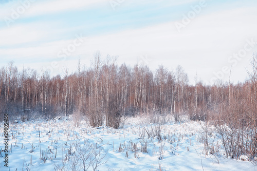 Winter forest landscape. Tall trees under snow cover. January frosty day in the park.