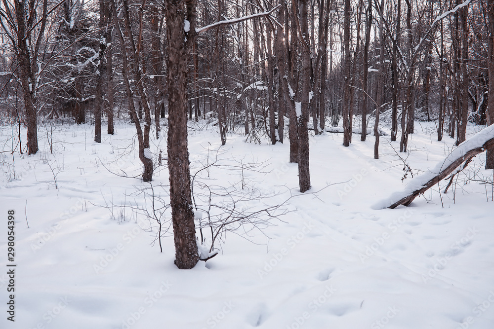Winter forest landscape. Tall trees under snow cover. January frosty day in the park. Winter forest landscape. Tall trees under snow cover. January frosty day in the park.