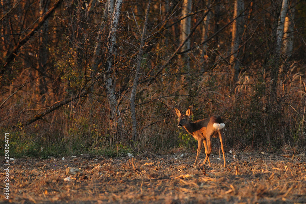 Roe deer standing on meadow Roe deer standing on meadow