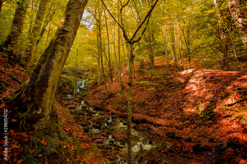 Impressive Autumn Forest Landscape with Small River