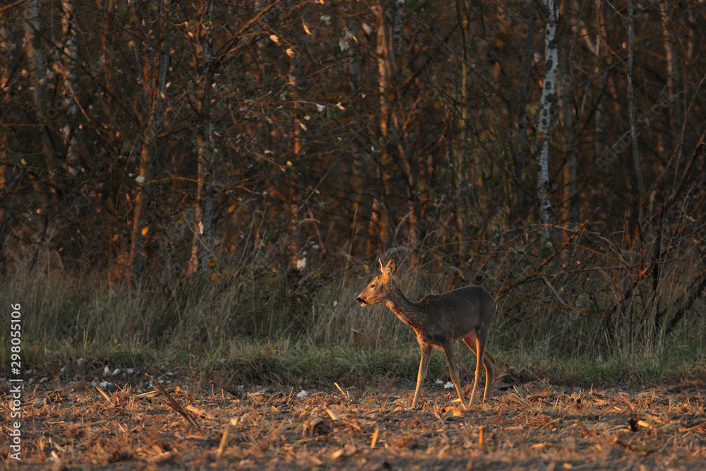 Fototapeta premium Roe deer standing on meadow