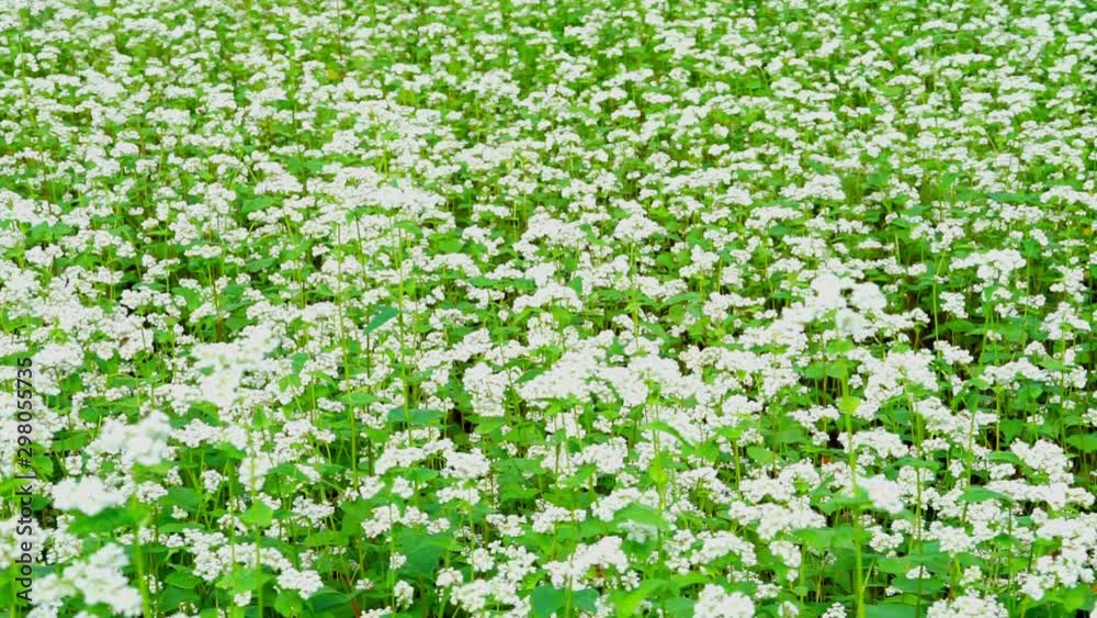 【長野県】そばの花 中山高原 大町市 【長野県】そばの花 中山高原 大町市