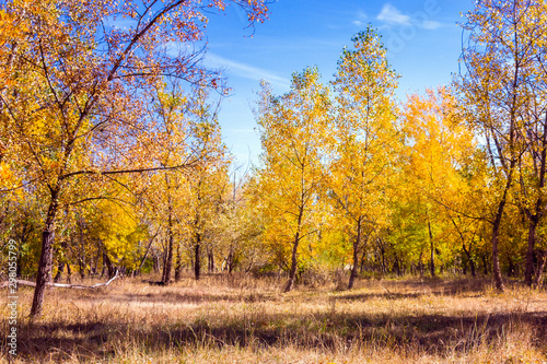 autumn forest nature landscape Sunny day