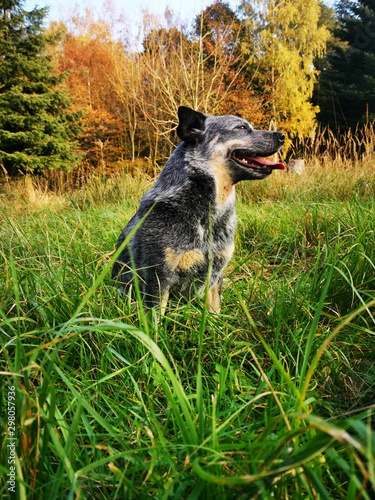 australian cattle dog is playing on a meadow in autumn