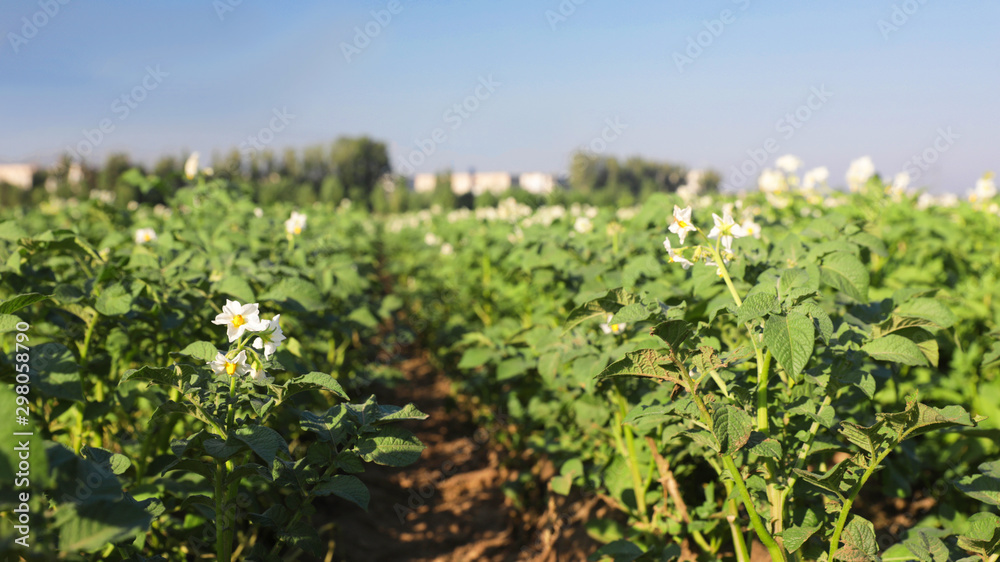 Beautiful field with blooming potato bushes on sunny day