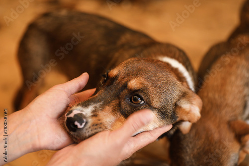Fototapeta Naklejka Na Ścianę i Meble -  Woman stroking homeless dog in animal shelter, closeup. Concept of volunteering