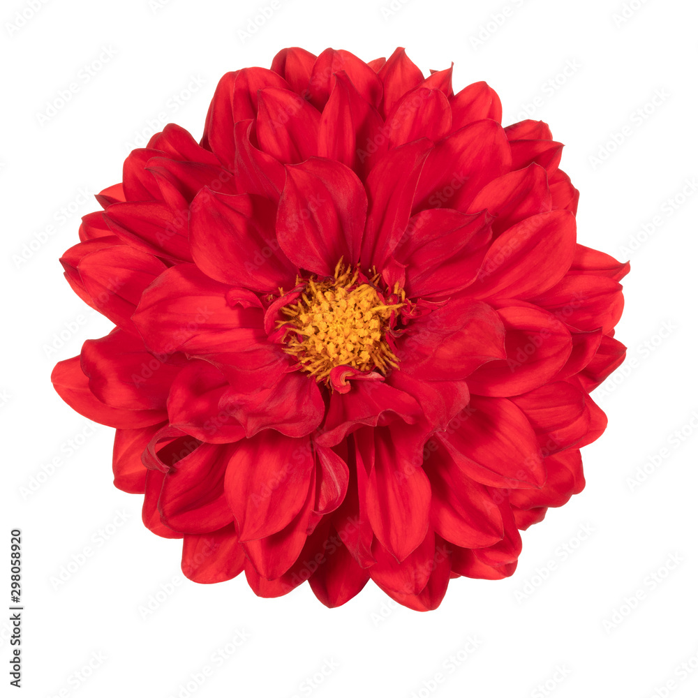 Red dahlia flower on a white background. Front view Red dahlia flower on a white background. Front view