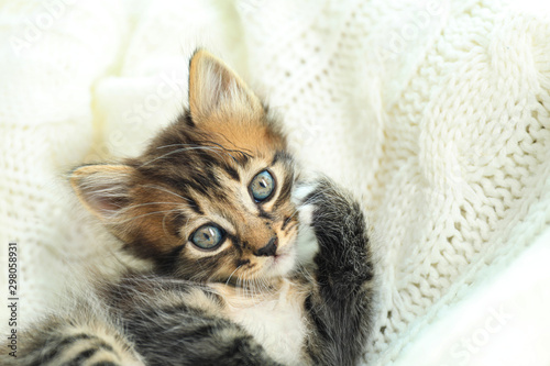 Fototapeta Naklejka Na Ścianę i Meble -  Cute little kitten on white knitted blanket, closeup view. Space for text