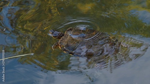 Turtle in a pond...