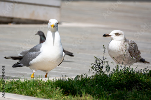 city seagull closeup in Venice