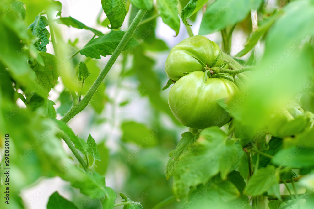 Close-up green tomato in the garden or greenhouse / selective focus