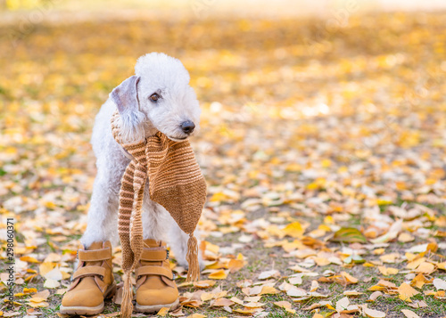 Bedlington terrier dog sitting in a warm scarf and boots in autumn park. Empty space for text