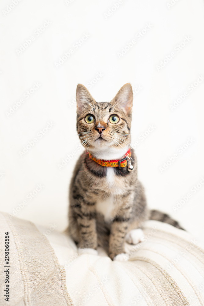かわいい猫 かわいい猫