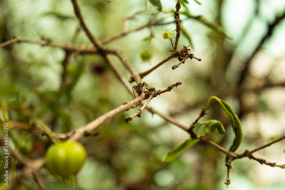 Ant on tree with green fruits