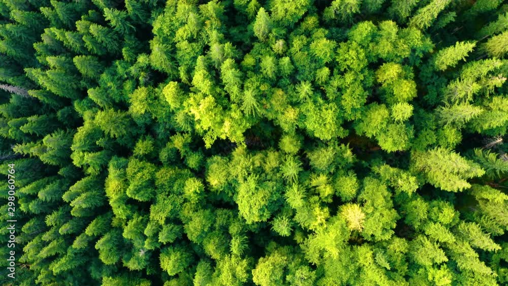 Aerial top down view of Green forest. Beautiful Nature Background. Flying above Pine tree tops