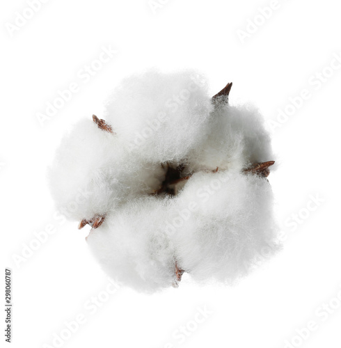 Beautiful fluffy cotton flower on white background © New Africa