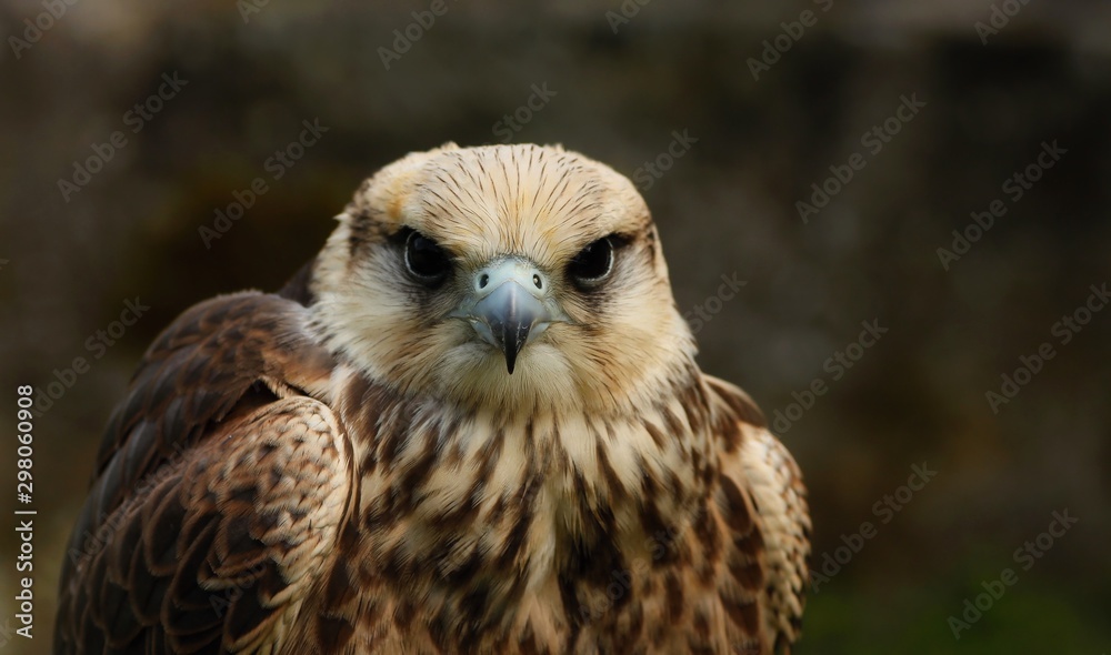 Fototapeta premium Details and portraits of birds of prey in nature or intended to hunt