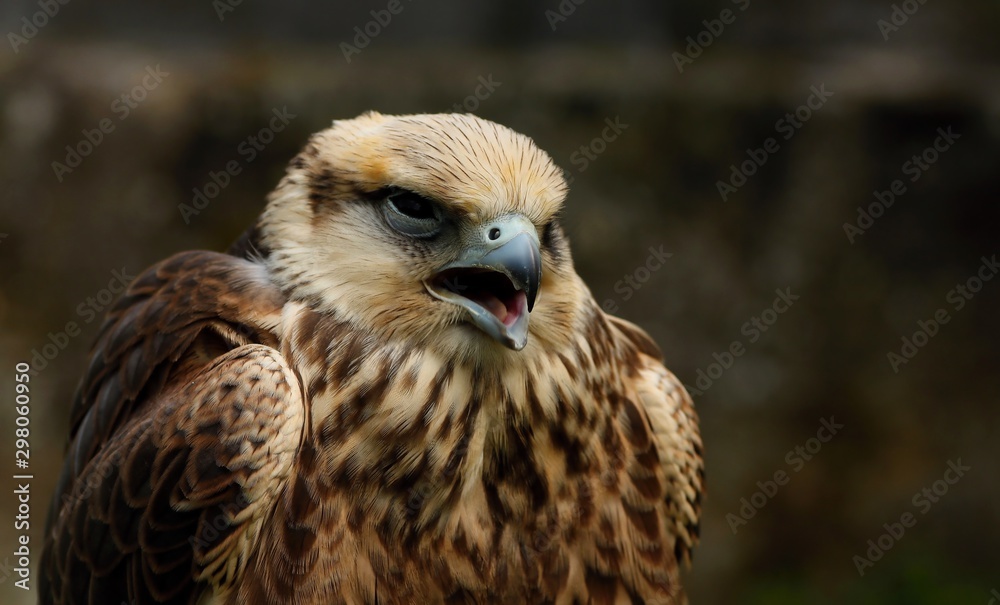 Details and portraits of birds of prey in nature or intended to hunt