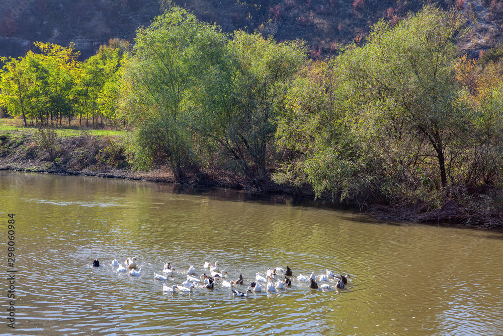 flock of ducks swimming in the pond flock of ducks swimming in the pond