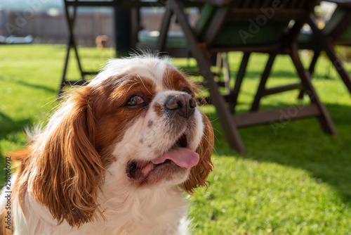 Fototapeta Naklejka Na Ścianę i Meble -  A closeup profile shot of a single isolated Blenheim Cavalier King Charles Spaniel.