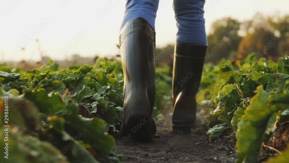 A farmer in rubber boots walks between rows of beets in the field, close-up of legs, low angle, slow-motion 4k video A farmer in rubber boots walks between rows of beets in the field, close-up of legs, low angle, slow-motion 4k video