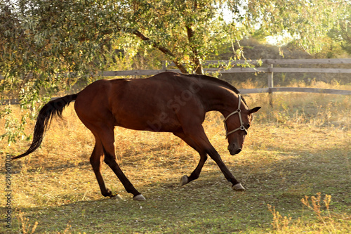 Chestnut horse outdoors on sunny day. Beautiful pet