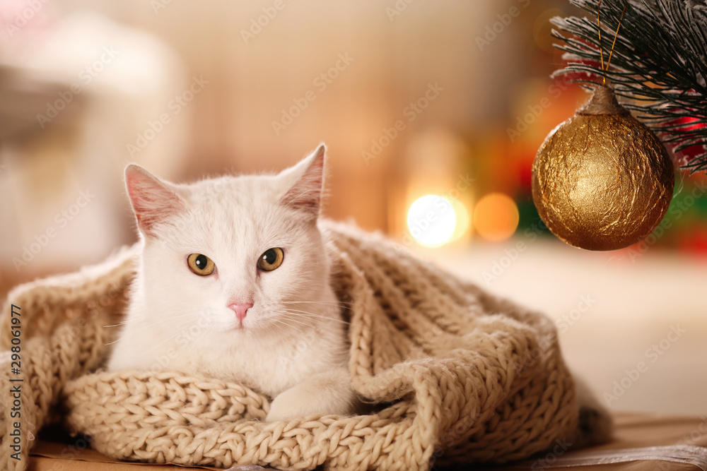 Cute white cat with scarf in room decorated for Christmas. Adorable pet - obrazy, fototapety, plakaty 
